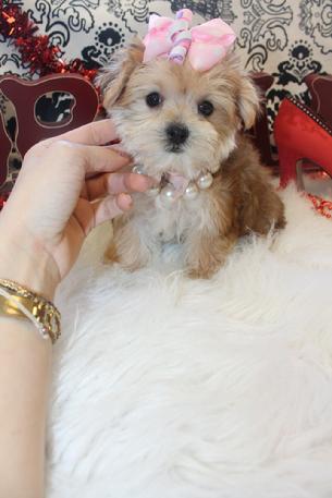 MORKIE, MORKIES, MORKIE FOR SALE, TEACUP MORKIE, PUPPIES, DOGS,PUPPYS 