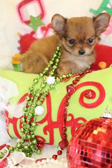 TEACUP CHIHUAHUA, CHIHUAHUA PUPPPIES FOR SALE
