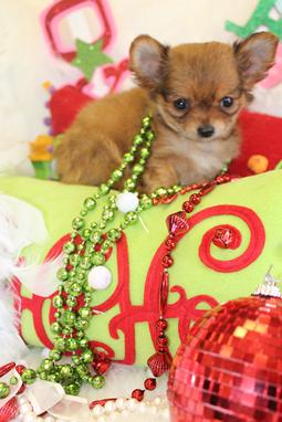  Chihuahuas For Sale, Chihuahua Puppies For Sale, Chihuahua Breeders, Chihuahua puppies for sale Florida, Teacup Chihuahuas For Sale Teacups and Toys , Teacup Chihuahuas