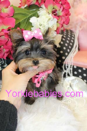 Teacup Puppies for Sale, Teacup Puppies Biting, Teacup Puppy Training