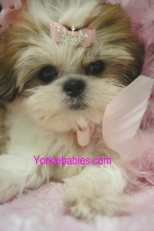 Elegant Shih Tzu Puppies Yorkiebabies.com