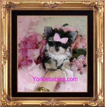 TEACUP PUPPIES FOR SALE, TEACUP PUPPIES MIAMI, TEACUP PUPPIES