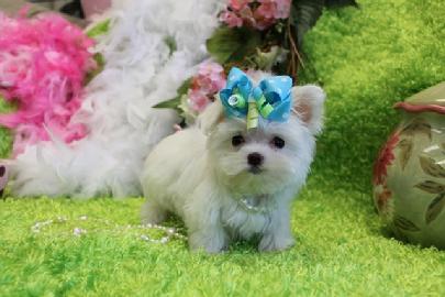 MALTESE, MALTESE PUPPIES FOR SALE, TEACUP MALTESE, TEACUP PUPPIES, YORKIEBABIES TEACUP MALTESE, MALTESE TEACUP, T-CUP, MALTESE PUPPIES, TEACUP PUPPIES