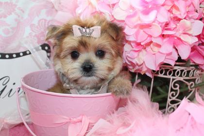 MORKIE,MORKIES,PUPPY,DOGS,DOG