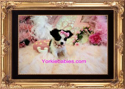  Chihuahuas For Sale, Chihuahua Puppies For Sale, Chihuahua Breeders, Chihuahua puppies for sale Florida, Teacup Chihuahuas For Sale Teacups and Toys , Teacup Chihuahuas