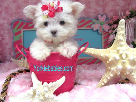 TEACUP MALTESE, MALTESE PUPPIES FOR SALE