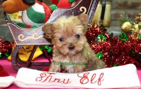 Teacup Puppies for Sale, Teacup Puppy, Teacup Puppies