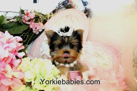 YORKIEBABIES.COM FOR SOME OF THE MOST BEAUTIFUL YORKIES IN THE WORLD!