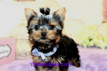 ELEGANT YORKIES FOR SALE AT YORKIEBABIES.COM  SOME OF THE BEST TEACUP YORKIES IN THE WORLD!