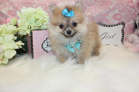 POMERANIAN PUPPIES FOR SALE IN FLORIDA AT YORKIEBABIES.COM