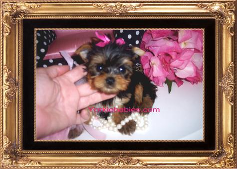 Teacup Yorkies for Sale, Teacup Yorkie, Teacup Yorkies for Sale