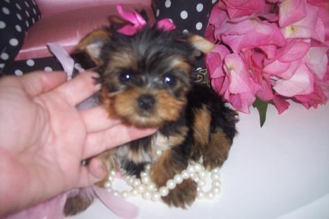 CARING FOR YOUR YORKIE PUPPY