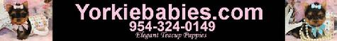 YORKIEBABIES.COM TEACUP YORKIE FOR SALE