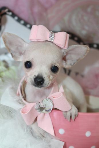 Elegant Teacup Chihuahua. Teacup Chihuahua Puppies for ...