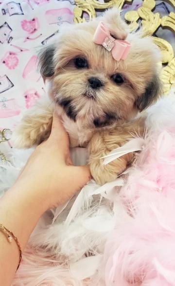 teacup shih tzu puppies for sale near me