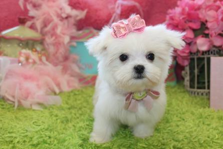 baby maltese puppy for sale