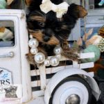 Adorable teacup Yorkie puppy from YorkieBabies