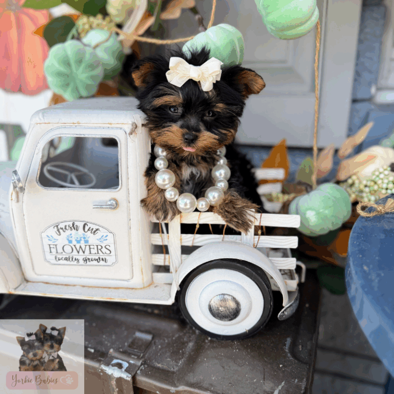 Adorable teacup Yorkie puppy from YorkieBabies