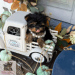 “Adorable teacup Yorkie puppy from YorkieBabies”.