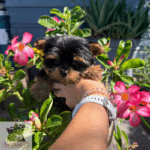 “Adorable teacup Yorkie puppy from YorkieBabies