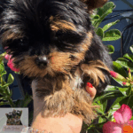 “Adorable teacup Yorkie puppy from YorkieBabies