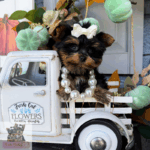 Tiny Yorkie puppies Adorable Yorkie pups Yorkie puppy breeder YorkieBabies breeder “Adorable teacup Yorkie puppy from YorkieBabies