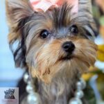 Yorkie Female SC 06.22.25 (2)
