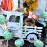 Tiny teacup Yorkie puppies for sale,Teacup Yorkshire Terrier puppies,Toy size Yorkie puppies for sale,Yorkie puppies for sale Miami,Reputable Yorkie breeder,Buy micro Yorkie online,Elegant teacup Yorkie for adoption