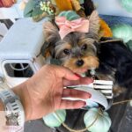 Yorkie Female SC 06.22.25 (7)