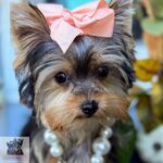 Tiny teacup Yorkie puppies for sale,Teacup Yorkshire Terrier puppies,Toy size Yorkie puppies for sale,Yorkie puppies for sale Miami,Reputable Yorkie breeder,Buy micro Yorkie online,Elegant teacup Yorkie for adoption