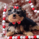 yorkie male teacup puppy, puppies for sale, yorkie puppies for sale, breeder yorkies, teacup puppy for sale