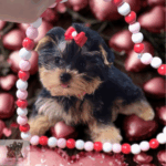 Yorkie Male Puppy Teacup for sale