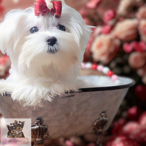 Maltese Female Puppy Teacup Yorkiebabies for sale