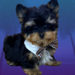 Yorkie Male Puppy Teacup : Yorkiebabies.com