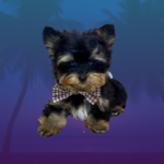 Yorkie Male Puppy Teacup : Yorkiebabies.com