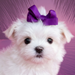 Tiny Teacup Female Maltese Puppy Yorkiebabies 17 OZ.