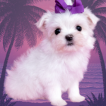 Tiny Teacup Female Maltese Puppy Yorkiebabies 17 OZ.