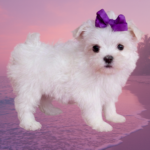 Maltese Puppy for Sale Yorkiebabies.com