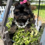 yorkiebabies_watermarked_02