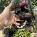 Adorable black and tan Yorkie puppy posing among green plants