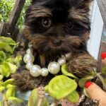yorkiebabies_watermarked_05