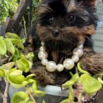 yorkiebabies_watermarked_06