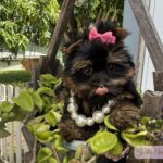 Yorkie puppy with black and tan coat wearing a pink bow and pearl necklace