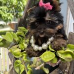 Tiny black and tan Yorkshire Terrier puppy wearing a pink bow and pearl necklace