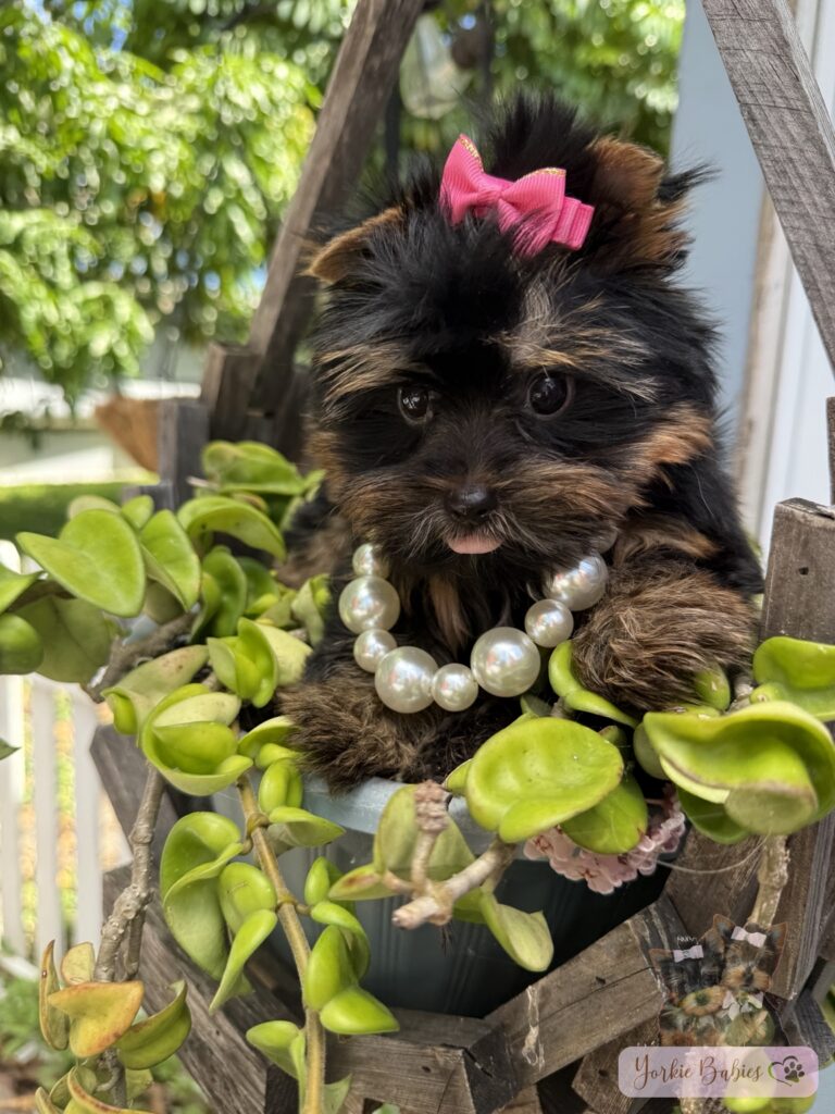 Tiny black and tan Yorkshire Terrier puppy wearing a pink bow and pearl necklace
